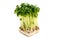 Radish sprouts-Raphanus sativus