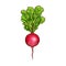 Radish vector sketch vegetable icon