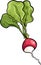 Radish vegetable cartoon illustration