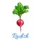 Radish vegetable vector isolated sketch icon