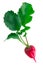 Radish wth foliage Raphanus raphanistrum isolated w clipping paths