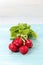 Radishes on blue board