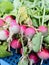 Radishes close up portrait