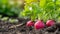 Radishes growing in the garden. selective focus. Generative AI,