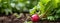 Radishes growing in the garden. selective focus. Generative AI,