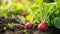 Radishes growing in the garden. selective focus. Generative AI,