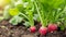 Radishes growing in the garden. selective focus. Generative AI,