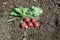 Radishes growing in a vegetable garden