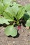 Radishes growing in a vegetable garden