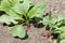 Radishes growing in a vegetable garden