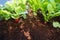 Radishes in an orchard at urban garden