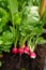 Radishes in an orchard at urban garden