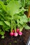 Radishes in an orchard at urban garden