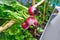 Radishes in an orchard at urban garden