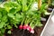 Radishes in an orchard at urban garden