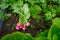 Radishes in an orchard at urban garden