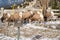 Radium Hot Springs, British Columbia: Rotary Park is taken over by a herd of bighorn sheep in winter.