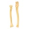 Radius and ulna bone