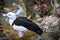 Radjah / Raja Shelduck