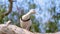 Radjah Shelduck Commonly Known As Burdekin Duck