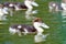 Radjah Shelduck Ducklings, Queensland, Australia