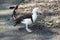 The radjah shelduck has a white head and neck, a pink bill and brown wings