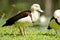 Radjah Shelduck - Queensland, Australia