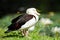 Radjah Shelduck. Queensland, Australia