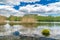 Radunia river view with Caltha palustris and phragmites