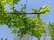 Rae green plums in tree branch front of the blue sky