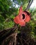 Rafflesia Arnoldii, the biggest and rare flower in the world.