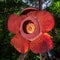 Rafflesia Arnoldii, the biggest and rare flower in the world.