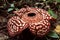 Rafflesia is the biggest flower in the world