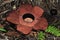 Rafflesia, the biggest flower in the world