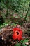 Rafflesia, the biggest flower in the world