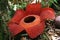 Rafflesia, the biggest flower in the world