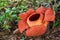 Rafflesia, the biggest flower in the world,