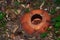 Rafflesia, the biggest flower in the world. This species located in Ranau Sabah, Borneo.