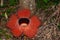 Rafflesia, the biggest flower in the world. This species located in Ranau Sabah, Borneo.