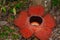 Rafflesia, the biggest flower in the world. This species located in Ranau Sabah, Borneo.