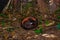 Rafflesia, the biggest flower in the world. This species located in Ranau Sabah, Borneo.