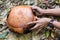 The Rafflesia bud, biggest flower