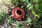 Rafflesia Flower