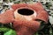 Rafflesia flower blossom