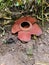 The Rafflesia flower is the largest flower in the world that grows in the tropical forests of Sumatera