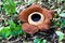 Rafflesia keithii