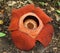 Rafflesia keithii