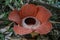 Rafflesia Keithii on Borneo Island, Malaysia. The Biggest Flower in the World