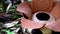 Rafflesia Keithii Flower