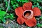 Rafflesia Keithii flower